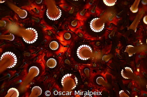 urchin by Oscar Miralpeix 